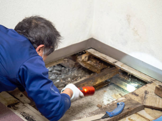 Best Mold Testing and Removal  in San Castle, FL