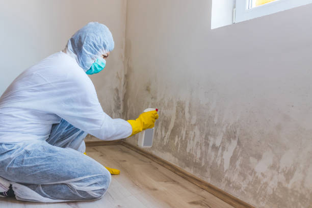 Best Black Mold Removal  in San Castle, FL