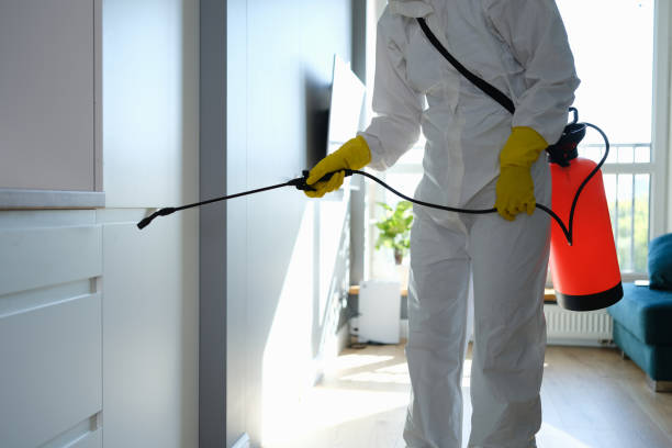 Best Certified Mold Removal  in San Castle, FL