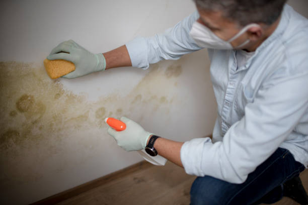 Mold Testing and Removal in San Castle, FL