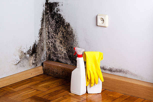 Best Commercial Mold Removal  in San Castle, FL