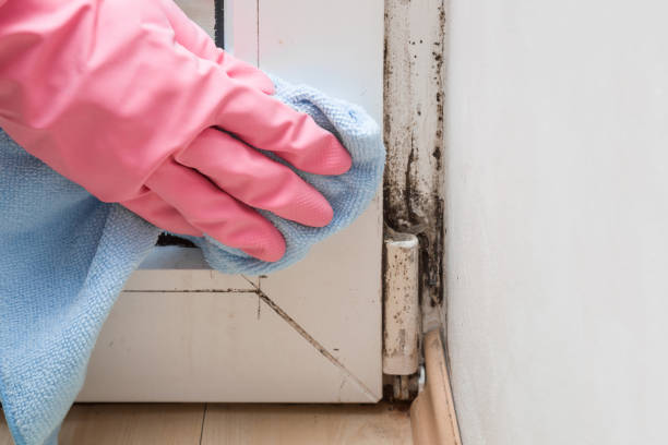 Certified Mold Removal in San Castle, FL