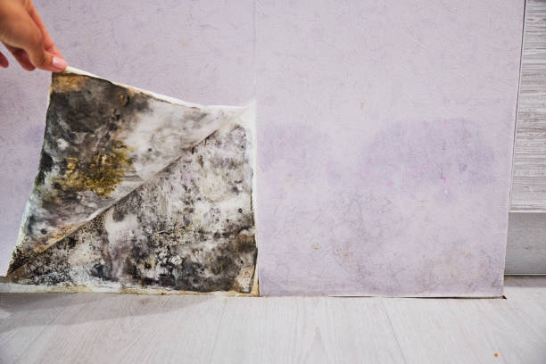 Best Toxic Mold Removal  in San Castle, FL